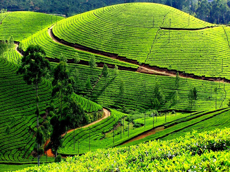 OOty Packages 3nights